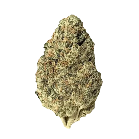 Biscotti (Hybrid)