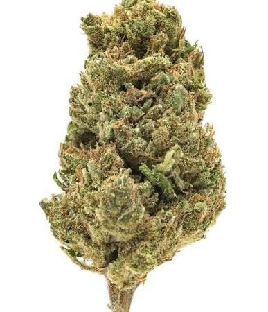 Cherry Ak (hybrid)
