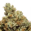 Glue on fire (Hybrid)