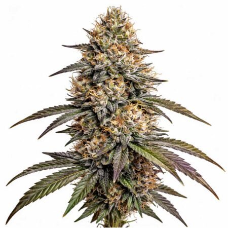 Skywalker OG