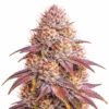 Purple Zoap 32.1% THC