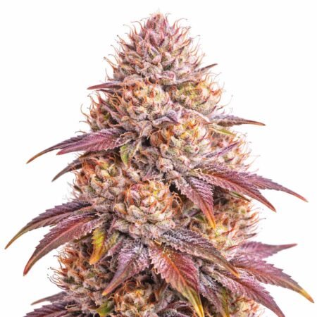 Purple Zoap 32.1% THC