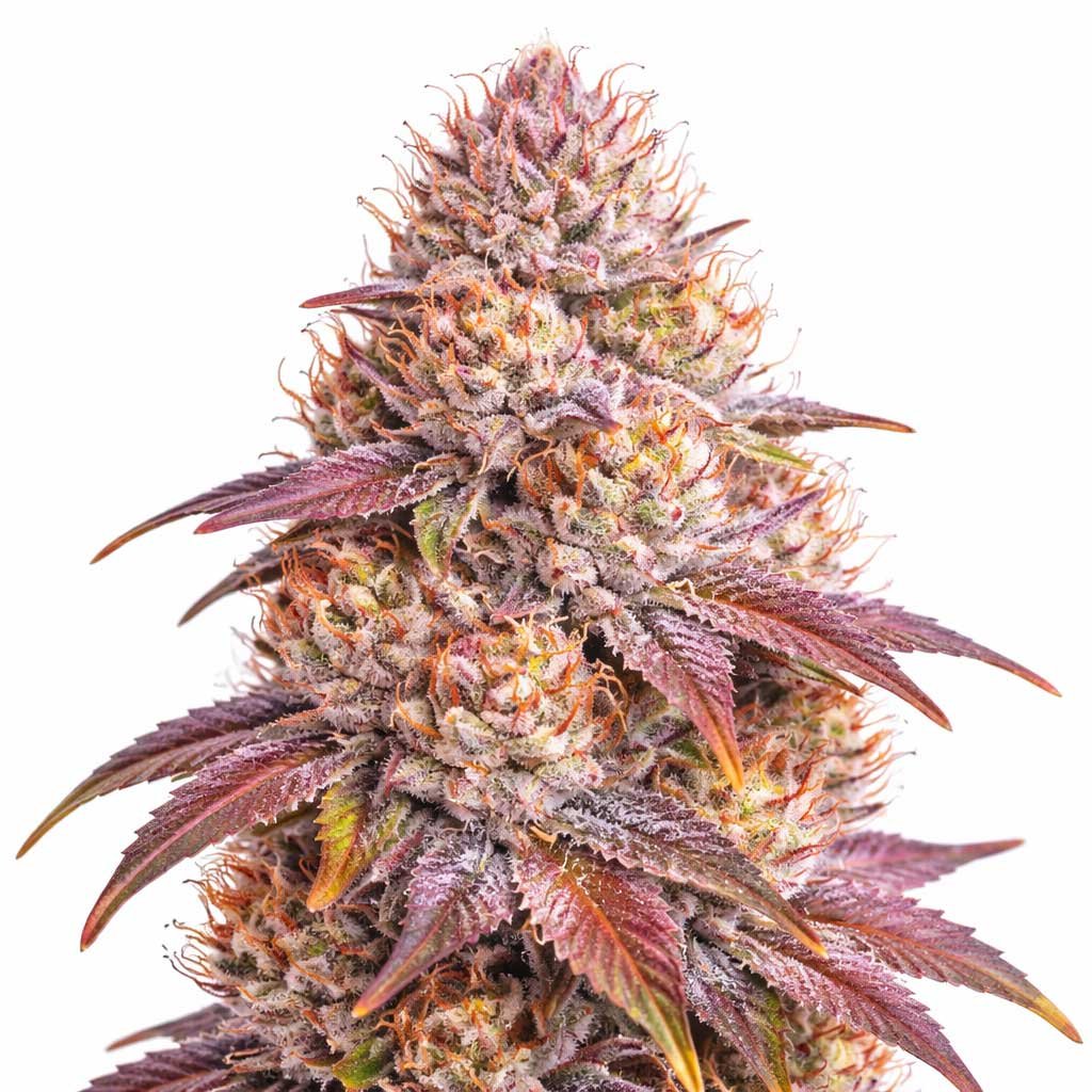Purple Zoap 32.1% THC